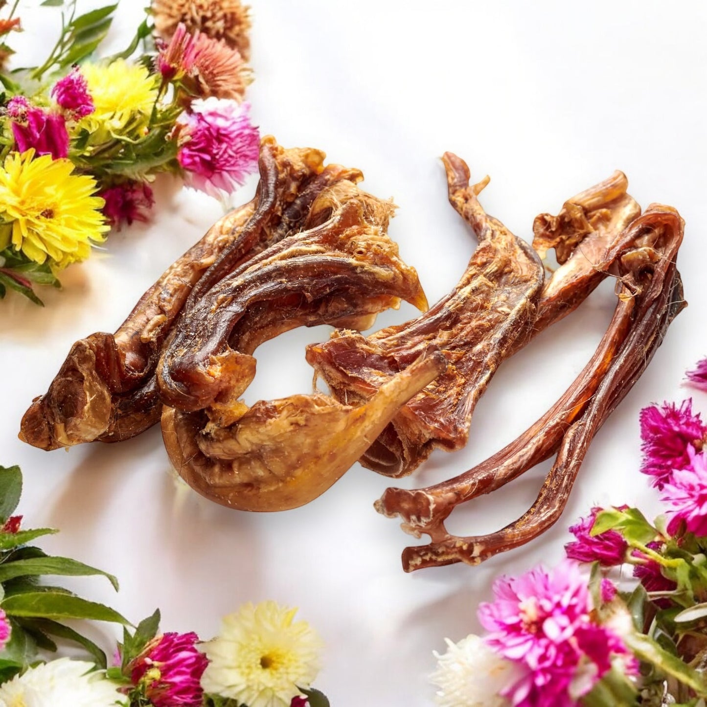 Pferde-Achillessehne, Pferdeachillesehne