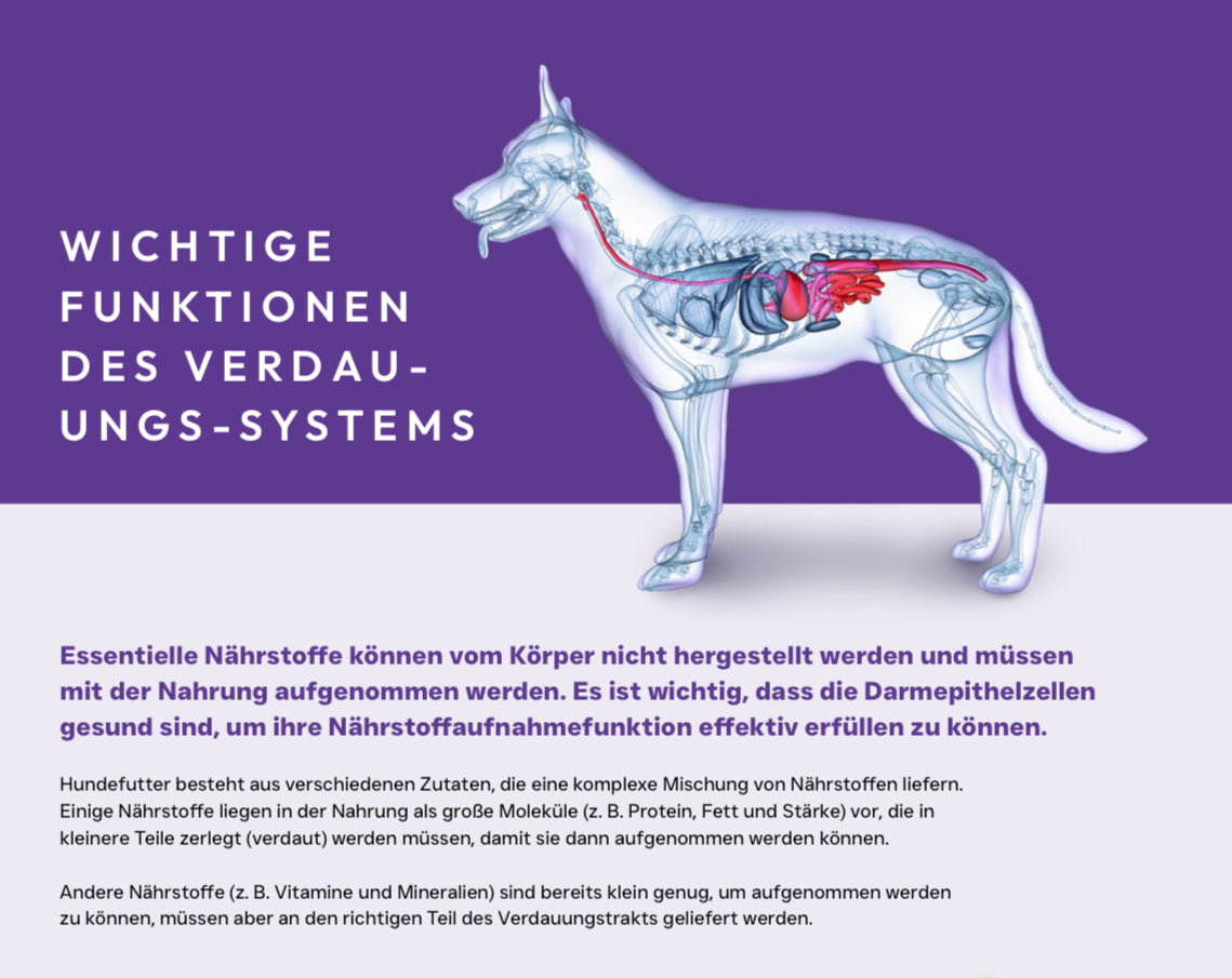 X-CLASS VET+ Gastrointestinal