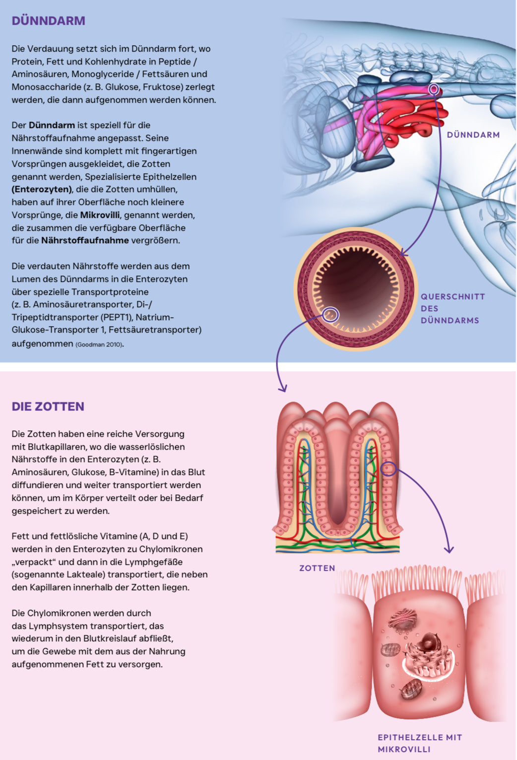 X-CLASS VET+ Gastrointestinal