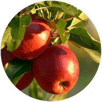 Trockenbarf mit Pferdefleisch, Obst und Gemüse