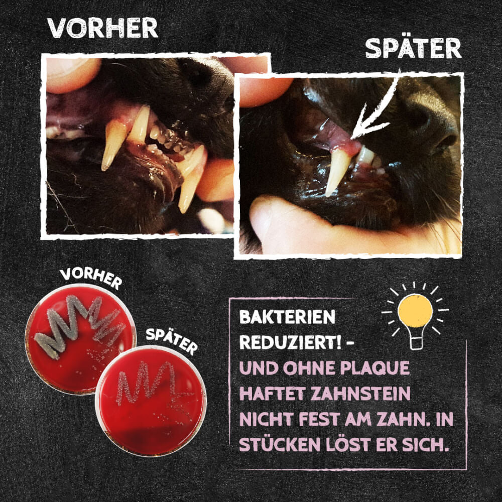 QCHEFS Zahnputzflips für Katzen